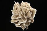 Selenite Desert Rose on Stand - Chihuahua, Mexico #264522-2